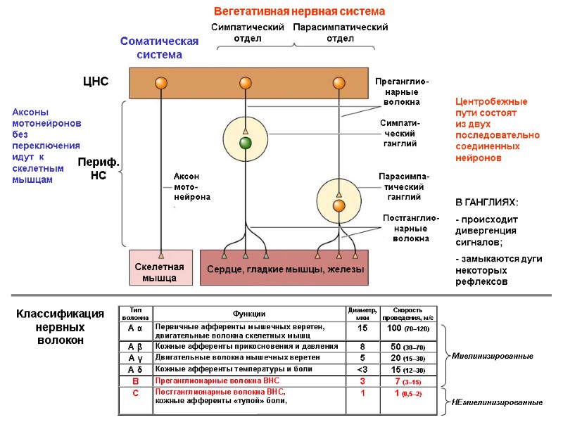 Классификация нервных волокон Миелинизированные НЕмиелинизированные